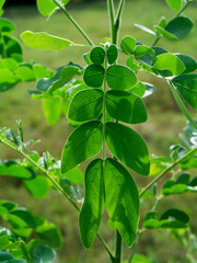 Close up leaves of Rain tree or East indian walnut.