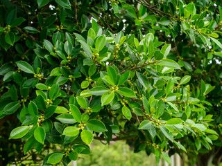 Fototapeta na wymiar Weeping fig, Ficus benjamina, Banyan tree with fruits on branch.
