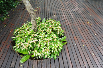 Planting ornamental plants around large trees.