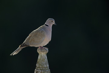 An adult Eurasian collared dove (Streptopelia decaocto) perched on a roof back lit of the morning sun in Algarve Portugal.