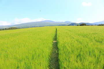 제주에 있는 청보리 밭의 풍경이다.