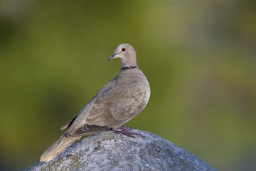 An adult Eurasian collared dove (Streptopelia decaocto) perched on a roof in the morning sun in Algarve Portugal.