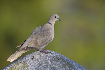 An adult Eurasian collared dove (Streptopelia decaocto) perched on a roof in the morning sun in Algarve Portugal.