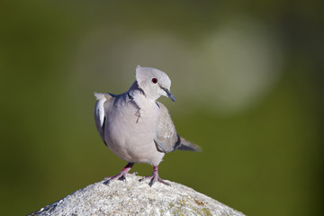 An adult Eurasian collared dove (Streptopelia decaocto) perched on a roof in the morning sun in Algarve Portugal.