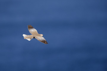 An adult Eurasian collared dove (Streptopelia decaocto) flying at high speed in the sky of Algarve Portugal.