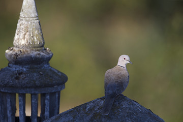 An adult Eurasian collared dove (Streptopelia decaocto) perched on a roof in the morning sun in Algarve Portugal.