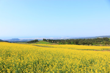 제주에 있는 청보리 밭의 풍경이다.