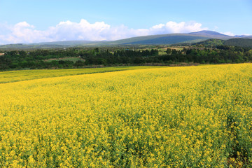 제주에 있는 청보리 밭의 풍경이다.