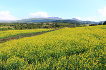 제주에 있는 청보리 밭의 풍경이다.