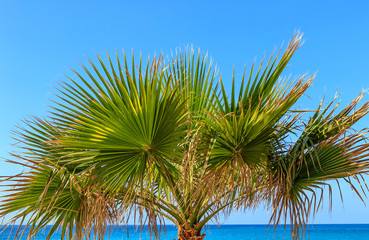 The palm tree by the sea - Borassus flabellifer - Asian palmyra palm (commonly known as doub palm, tala palm, or ice apple) 