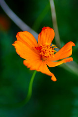 orange flower on green background