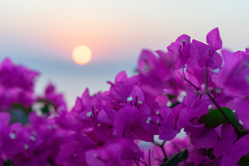 Fototapeta na wymiar Bougainvillea blooming against the sunrise.