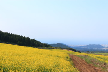 제주에 있는 청보리 밭의 풍경이다.