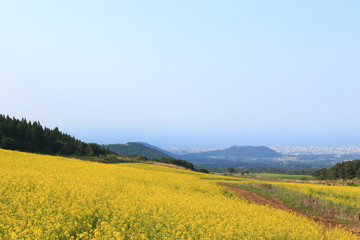 제주에 있는 청보리 밭의 풍경이다.