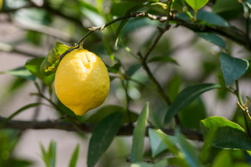 EUROPE PORTUGAL DOURO LEMON PLANTATION