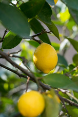 EUROPE PORTUGAL DOURO LEMON PLANTATION