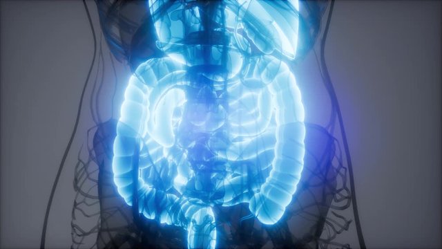 3d illustration of human digestive system parts and functions