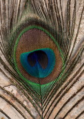 Obraz premium Macro Close up of a colorful peacock feather