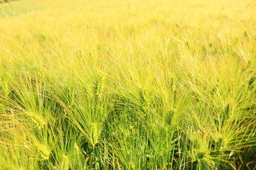 제주에 있는 청보리 밭의 풍경이다.