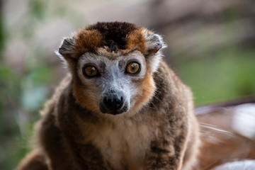 Portrait of a ring tailed Maki Catta lemur with big orange eyes. Madagascar lemur.