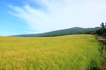 제주에 있는 청보리 밭의 풍경이다.