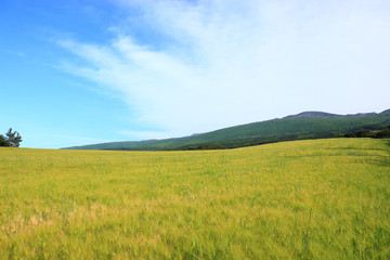 제주에 있는 청보리 밭의 풍경이다.