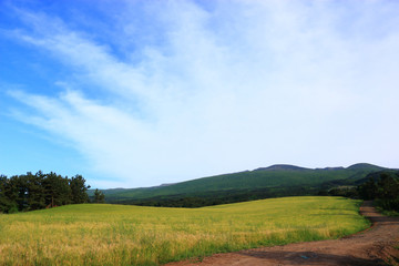 제주에 있는 청보리 밭의 풍경이다.