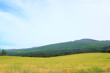 제주에 있는 청보리 밭의 풍경이다.