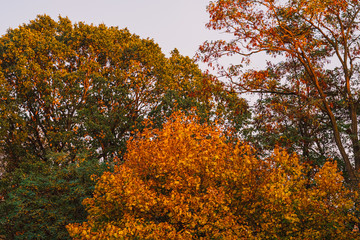 Fototapeta na wymiar colorful trees in fall with orange leaves