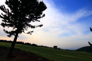 제주에 있는 청보리 밭의 풍경이다.