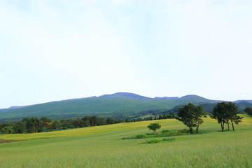 제주에 있는 청보리 밭의 풍경이다.