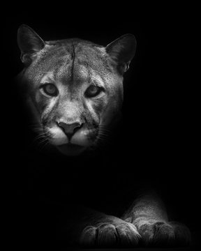 Muzzle and paws isolated in darkness. Cougar beautifully  lies on a dark background, a powerful predatory big cat