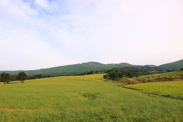 제주에 있는 청보리 밭의 풍경이다.