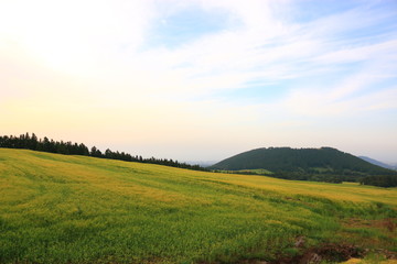 제주에 있는 청보리 밭의 풍경이다.