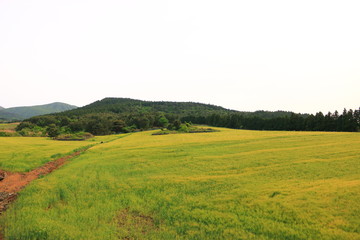 제주에 있는 청보리 밭의 풍경이다.