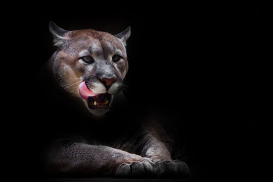 A female cougar (puma) peeps out of the darkness and greedily predatoryly licks its face with its red tongue, dreaming of devouring prey. symbol of female sexuality, dark background.