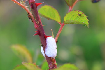 제주에 있는 청보리 밭의 풍경이다.