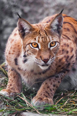 Naklejka na ściany i meble Beautiful wild cat lynx. Beautiful eyes clear view, closeup portrait.