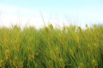 제주에 있는 청보리 밭의 풍경이다.