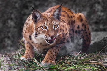 Naklejka na ściany i meble He eagerly looks (look of the hunter) sitting in an ambush., His mouth is ajar. Beautiful wild cat lynx.