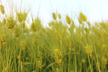 제주에 있는 청보리 밭의 풍경이다.