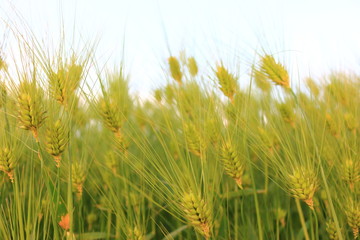 제주에 있는 청보리 밭의 풍경이다.