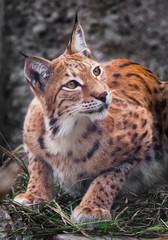 Beautiful  wild cat lynx. Beautiful eyes clear view, closeup portrait.