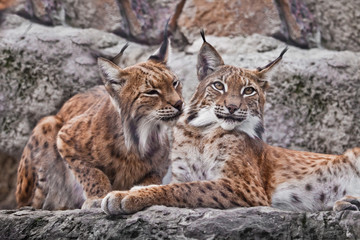 A pair of lynxes sit nearby and caress (lick) each other, a symbol of the family. Beautiful  wild cat lynx.