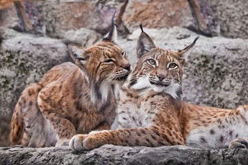 A pair of lynxes sit nearby and caress (lick) each other, a symbol of the family. Beautiful  wild cat lynx.