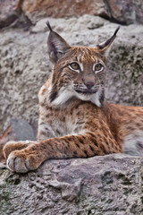Slender lynx with tassels on the ears and a proud look beautifully lies on the stone. Beautiful  wild cat lynx.