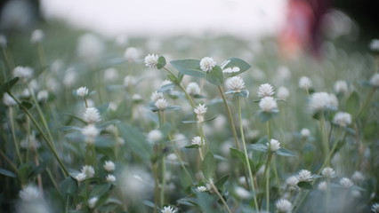 white flowers on green background