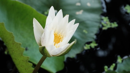 white lotus on water
