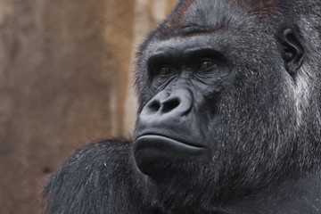 Portrait powerful dominant male gorilla proudly and seriously (attentively) looks.