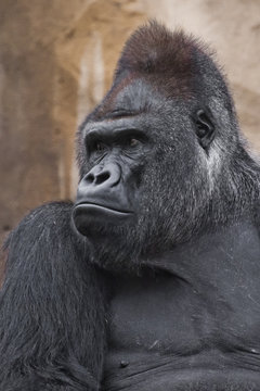 Portrait powerful dominant male gorilla proudly and seriously (attentively) looks.